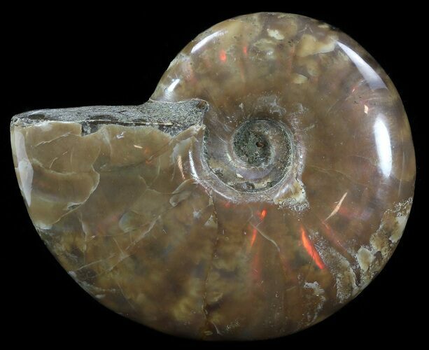 Flashy Red Iridescent Ammonite - Wide #52348